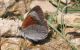 Erebia 16-07-2010.jpg