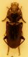 pterostichus.jpg