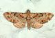 Eupithecia laquaearia (HERRICH-SCHÄFFER, [1848]) copia.JPG