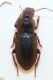 carab10b.jpg