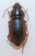 carab11b.jpg