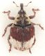 Eucoeliodes-mirabilis-up-WEB.jpg