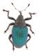 Ceutorhynchus-sp-up-WEB.jpg