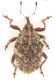 Trichosirocalus-horridus-up-WEB.jpg