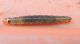 Archips xylosteanus FORSE 01-11-2013.jpg
