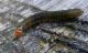 Archips xylosteanus FORSE 01-11-2013 Cei.jpg
