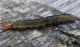 Archips xylosteanus FORSE 01-11-2013 Cei q.920.jpg
