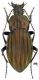 Carabus Ctenocarabus melancholicus costatus 7423.jpg