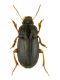 Harpalus politus.JPG