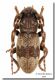 Parmena subpubescens_Marettimo.jpg