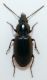 carab20-4.jpg