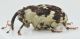 Hadroplontus-trimaculatus-lat-WEB.jpg