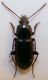 carab21-3.jpg