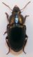 pumilus cf b.jpg