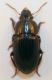 pumilus cf a.jpg