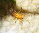 reduviidae nymph5.jpg
