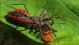 Rhynocoris bipustulatus (f.nigripennis)10.jpg