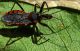 Rhynocoris bipustulatus (f.nigripennis).jpg
