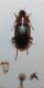 Calathus melanocephalus a.jpg