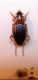 Calathus cinctus a.jpg