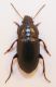 carab27-2a.jpg