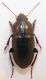 carab27-3.jpg