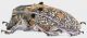Lamiinae_Madagascar_Moramanga_lat_grey.jpg