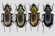 Agonum.JPG