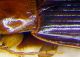 melanocephalus maschio.jpg