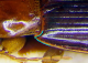 dentino.png