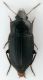 Harpalus albanicus cf 1.jpg