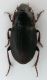 Harpalus albanicus cf 2.jpg
