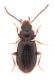 Piccolo-carabidae-2mm-e3-WEB.jpg