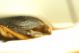 DSC05940.jpg