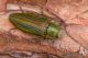 IMG_6543_Buprestis_splendens.jpg