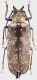 Tithoes_maculatus_Kenya_Gatamayu_82mm_grey.jpg