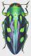 Chrysobothris_Philippines_Eastern_Luzon_Isabela_San_Pablo_IX-2014_19mm_grey.jpg