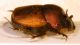 Onthophagus 2a (Verona).jpg