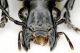 tn_Diplocheila daldorfi.JPG
