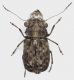 Exechesops_Philippines_Eastern_Luzon_Aurora_Demasisit_VIII_2014_4,5mm_grey.jpg