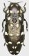 Coraebosoma_mindoroense_Philippines_Mindoro_Mt_Halcon_V-2014_18mm_grey.jpg