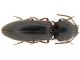 tn_Elateridae (2).jpg
