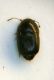 Staphylinide forse 1.JPG