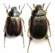 Elaphocera emarginata (Gyllenhal 1817) - Kopie.JPG