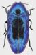 Philocoroebus_Philippines_Mindoro_Mt_Halcon_IV-2014_6,5mm_grey.jpg