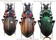 Carabus (Macrothorax) morbillosus morbillosus Fabricius, 1792 - Kopie.jpg