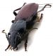 Comb1499_46zL5cr.jpg