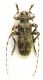 Acanthocinus elegans_male 012.jpg