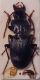 pterostichus1.jpg