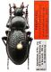 Carabus  - paratypus - Kopie.JPG